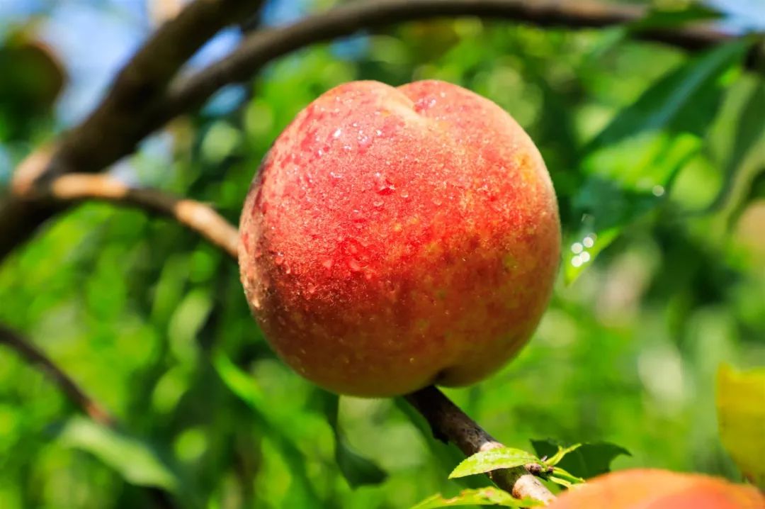 天时、地利、人和，一个深山网红桃的“修成”