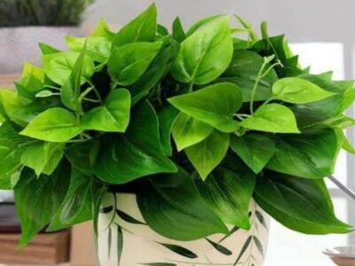 绿萝叶烂根发黑变黄是什么原因,绿萝怎么做不变黄