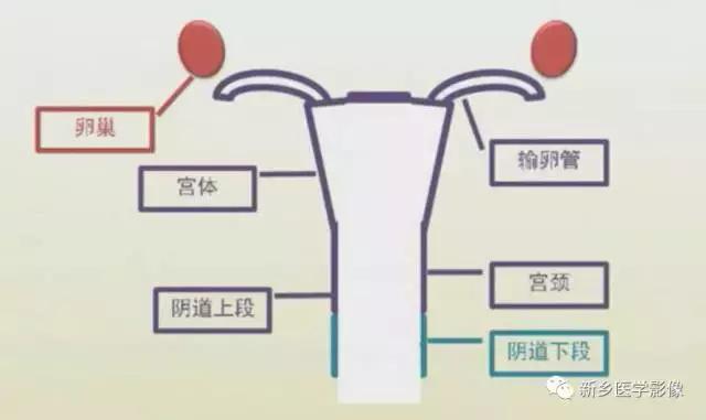 子宫发育异常,应想到的6大类常见畸形