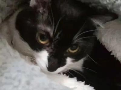 跟着我们猫狗大联盟，你会有喵的！黄阿姨猫咪领养专场