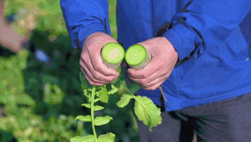 一颗白菜卖60多块钱！拯救韩国人今年的餐桌，全靠山东寿光了