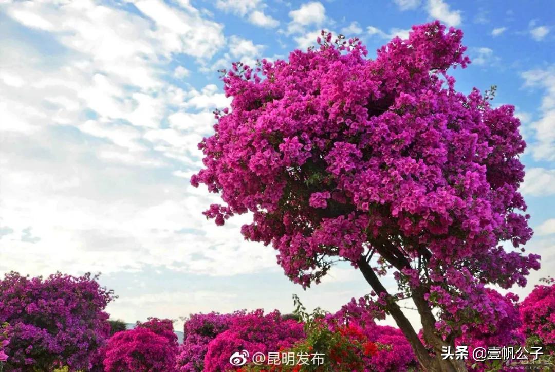 被大理的美景所折服,被丽江的风景美到了