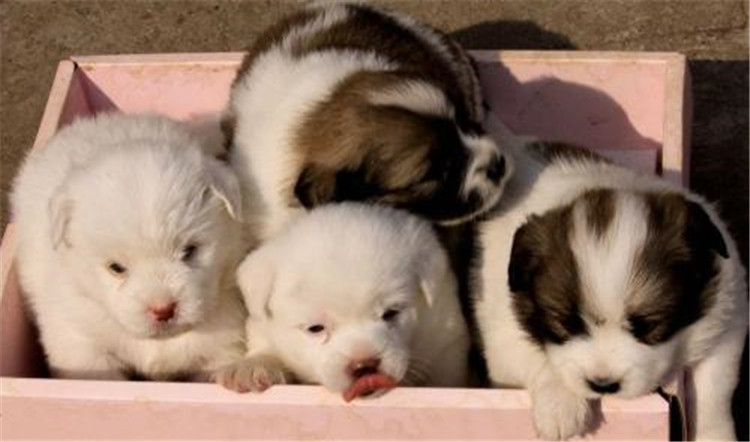 狗妈妈生孩子了该怎么办,狗妈妈生不出来怎么办