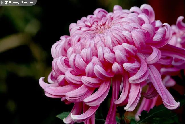 菊花种子栽培和繁殖方法,菊花可以用茎和种子繁殖吗