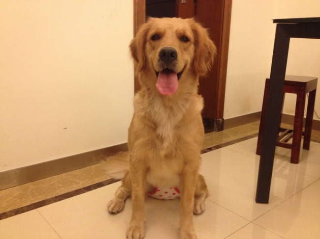 金毛怎么训都不听话怎么办,金毛不听话怎么办搞笑