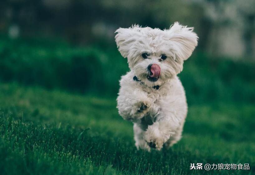 为什么狗狗喜欢舔你的脚拇指,为什么狗狗喜欢舔主人尿尿