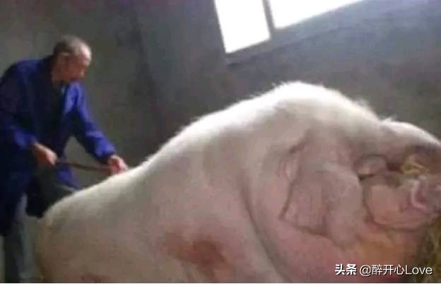 猪一辈子不杀能活多少年,猪一辈子不杀到底能长多大