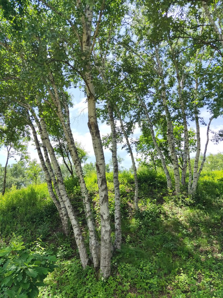 美丽的高岭塞罕坝,美丽的高岭朗诵