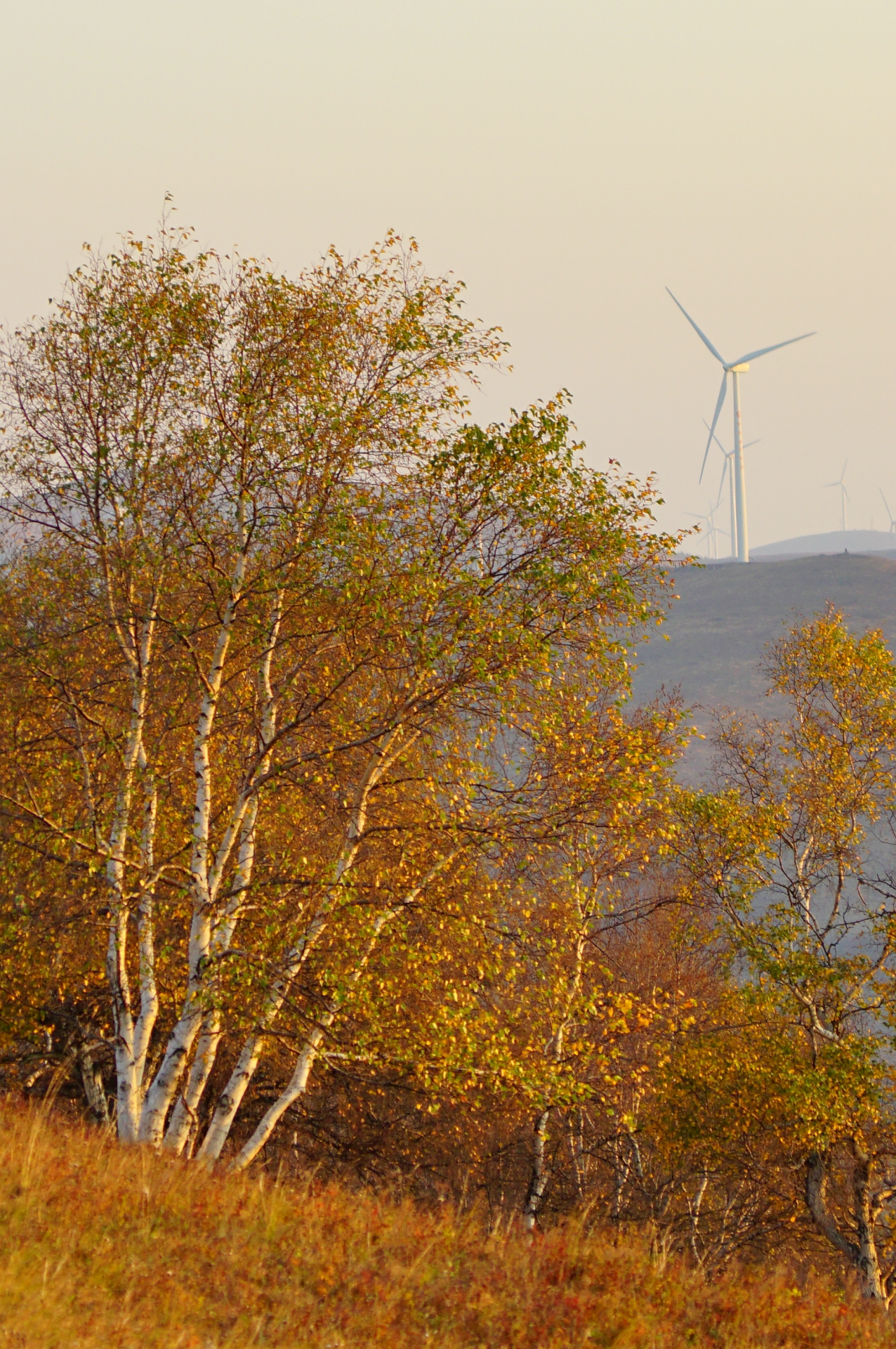 京北第一天路千松坝国家森林公园,千松坝森林公园和京北第一天路