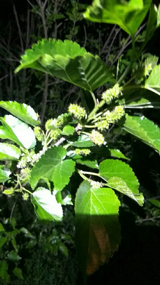 曾经年赚十万+，如今只见屎疙瘩！养鸽人麦子在黑夜里孤独挣扎。