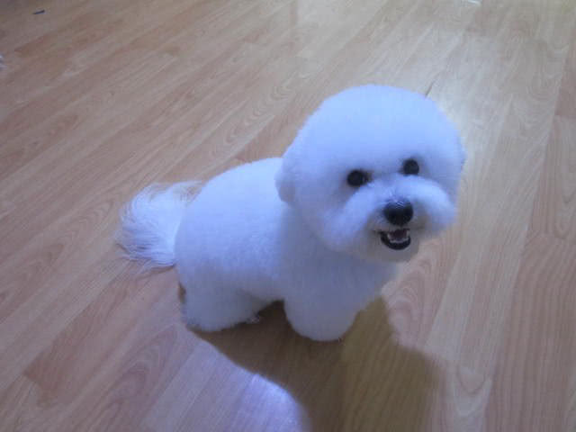 有哪些热门宠物狗,最好养的四种宠物狗