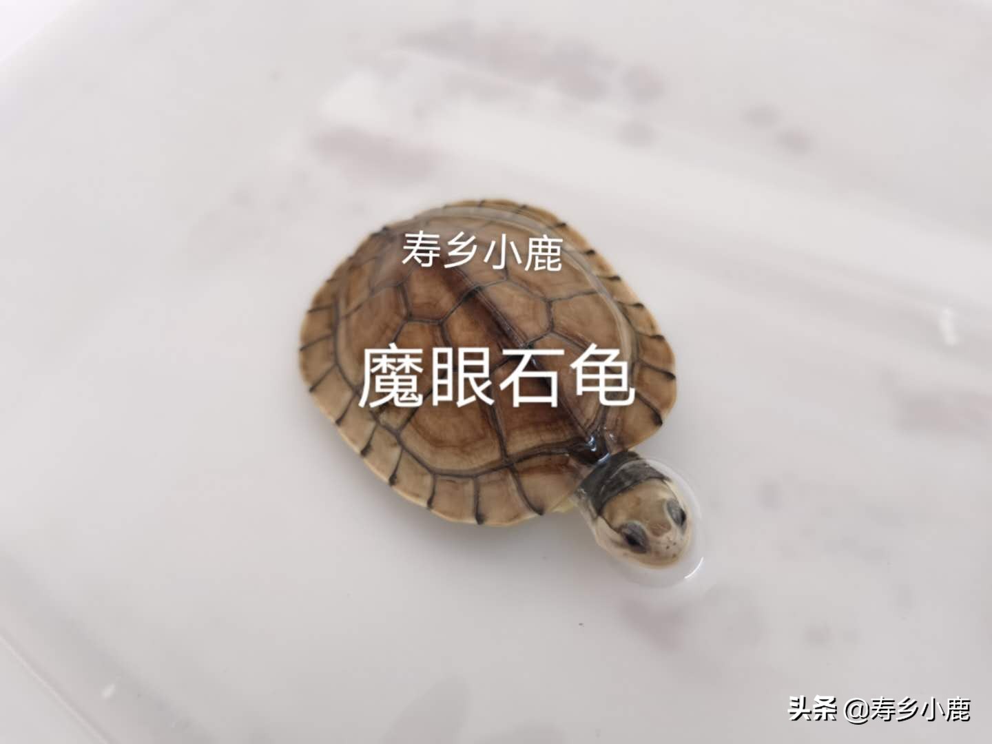 什么样石龟才算好龟,四眼龟跟养殖四眼龟有什么不一样