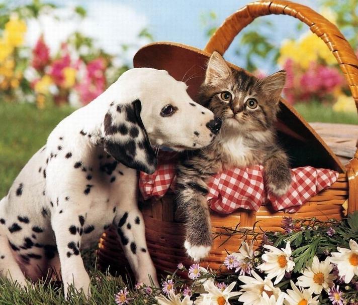 布偶猫夏天掉毛严重怎么办,夏天猫掉毛很厉害怎么办