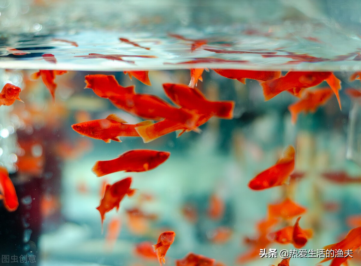 鱼缸换水能一次换全部吗,鱼缸换水可以直接换溪水吗