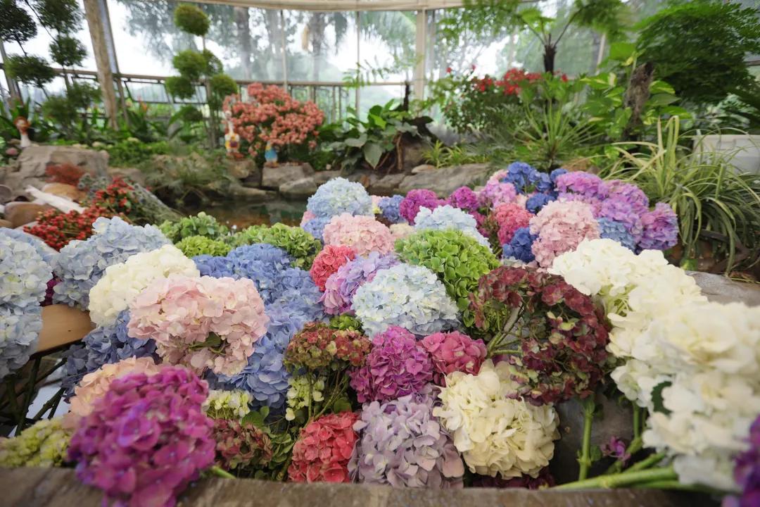 广州公园大片花海,广州哪个地铁站附近有花海