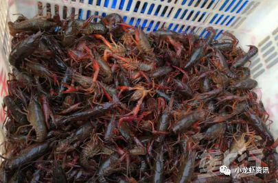 虾稻共生小龙虾养殖模式,小龙虾稻田养殖新模式