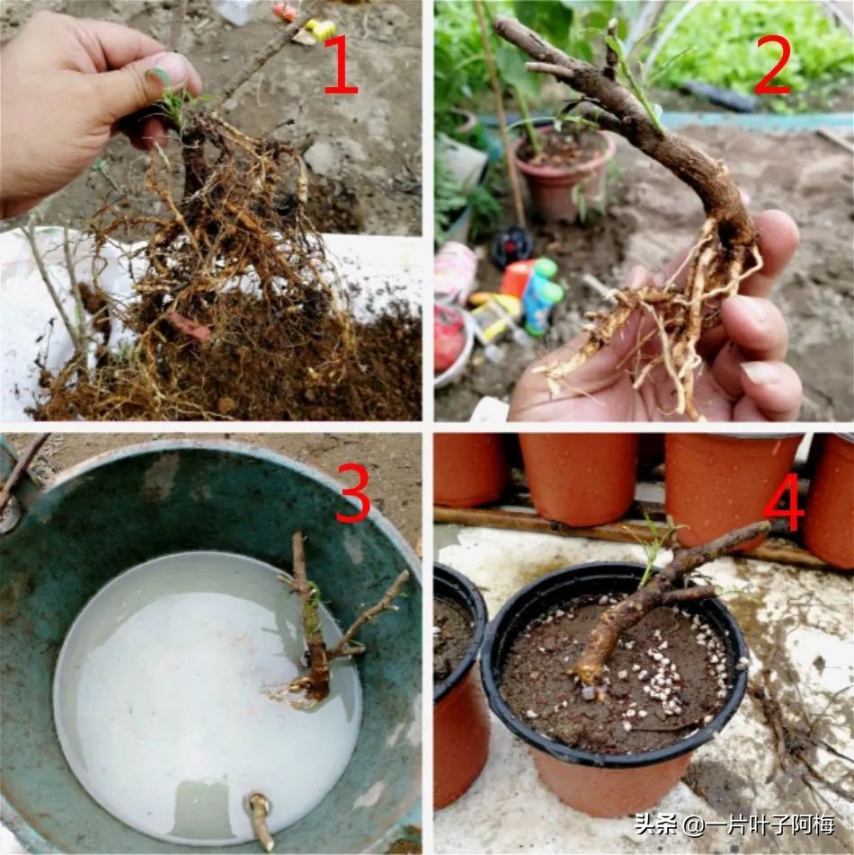 自制养花水配方除臭,养花自制10种消毒水不招虫不烂根