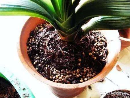 12月底，学会自制3种“营养土”，来年换盆肥效足、土壤疏松透气