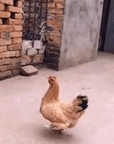 搞笑gif表面稳中带皮实则慌中带急,搞笑gif这才是真正的飙车王者