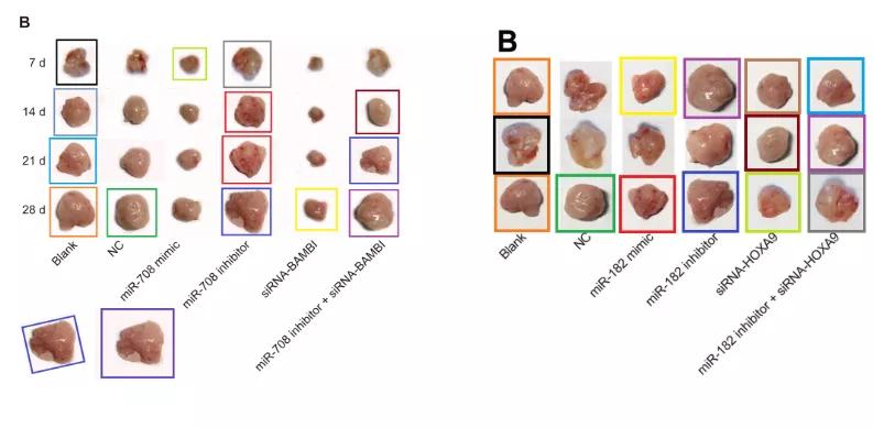众多大佬沦陷“论文工厂”!112篇论文,55%获基金资助