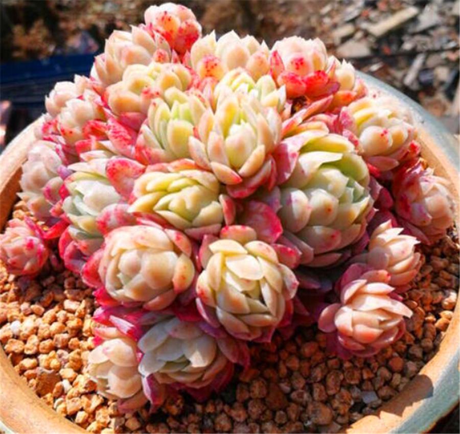 秋天的冰梅太美了，红的温暖粉的醉人，做好4件事，冬天会更美