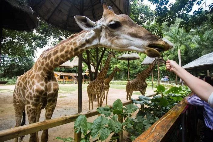 春节广州长隆野生动物世界攻略,广州长隆野生动物世界旅游攻略