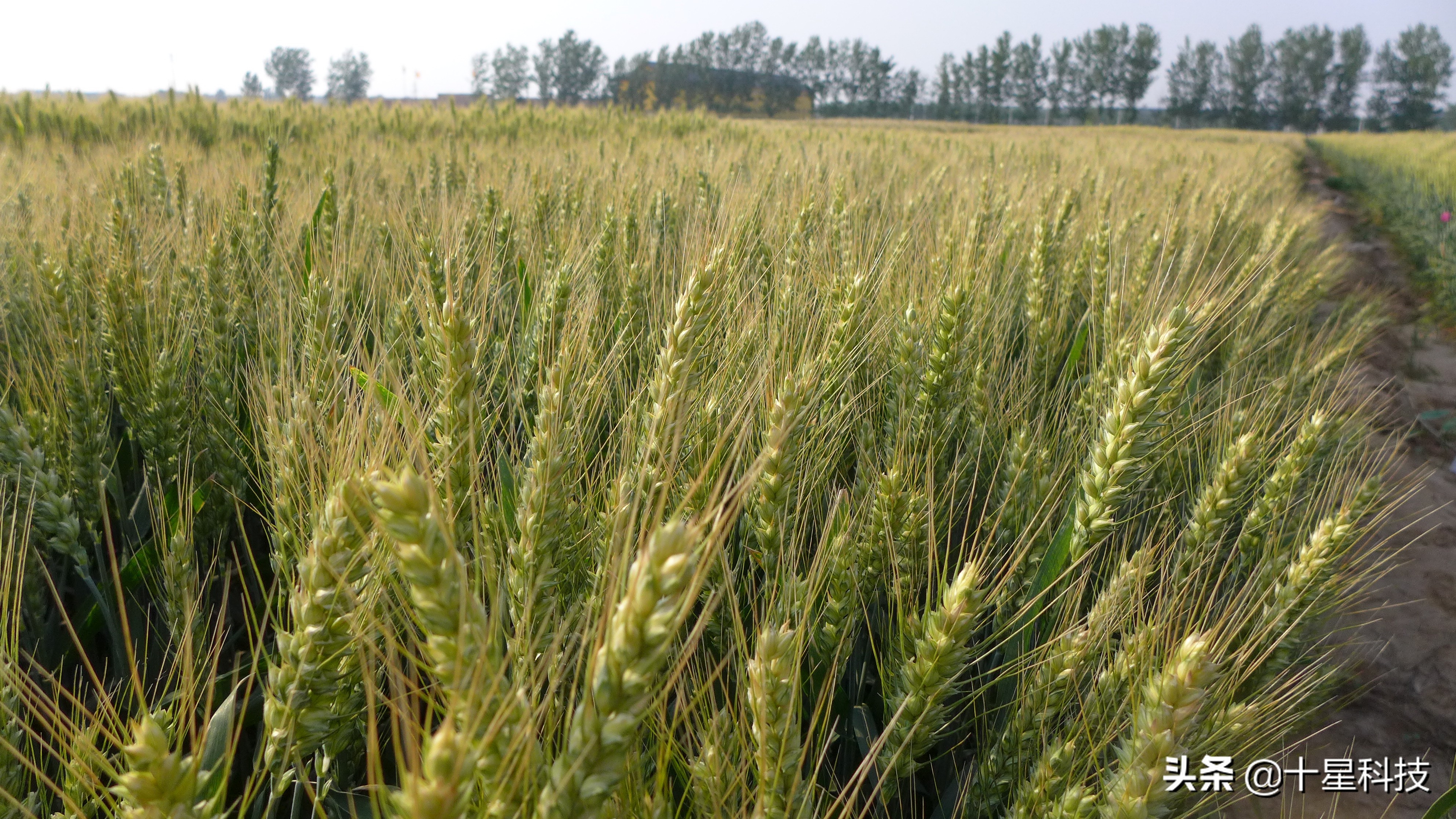 赠送种子助农增收活动,免费送稻种带动350户春耕