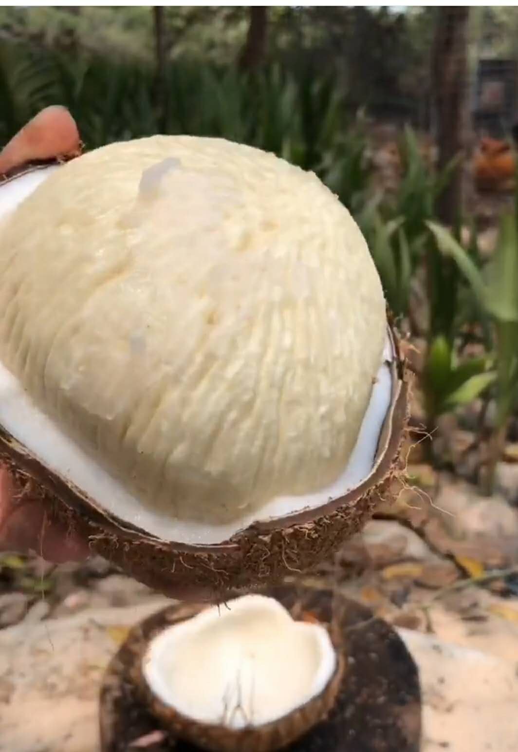 椰子果里面没有椰子水是不是椰皇,椰果没有椰子汁