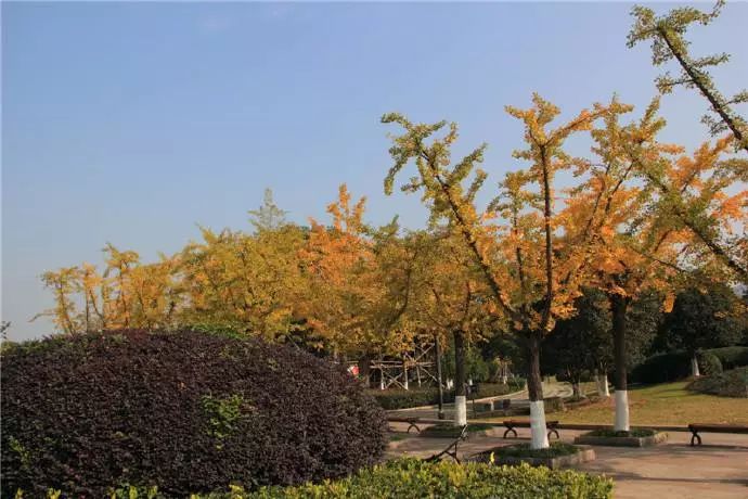 温州银杏哪里最美,温州秋冬的银杏树确实美