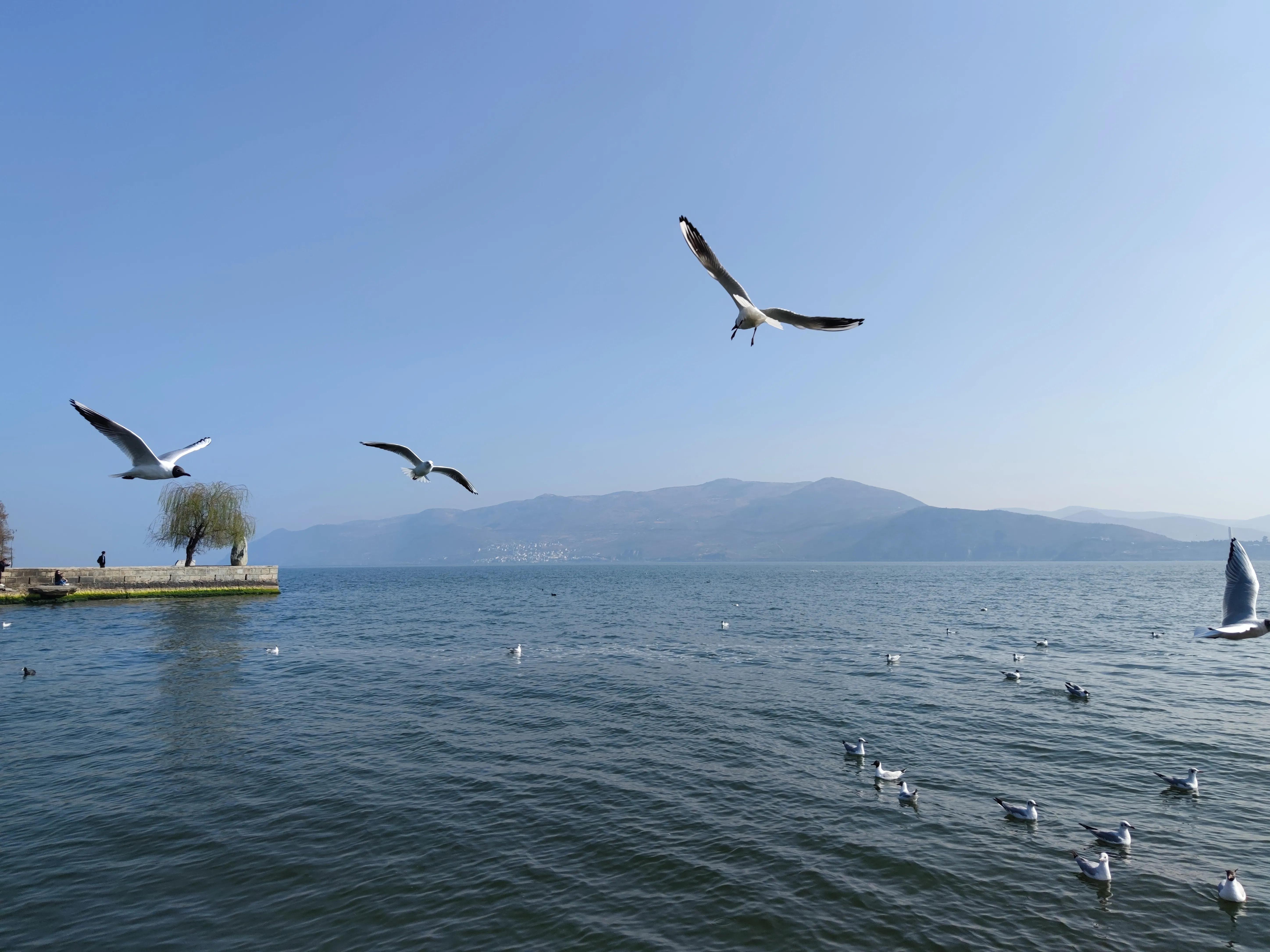 云南大理洱海龙龛古渡码头,云南洱海龙龛码头人多视频