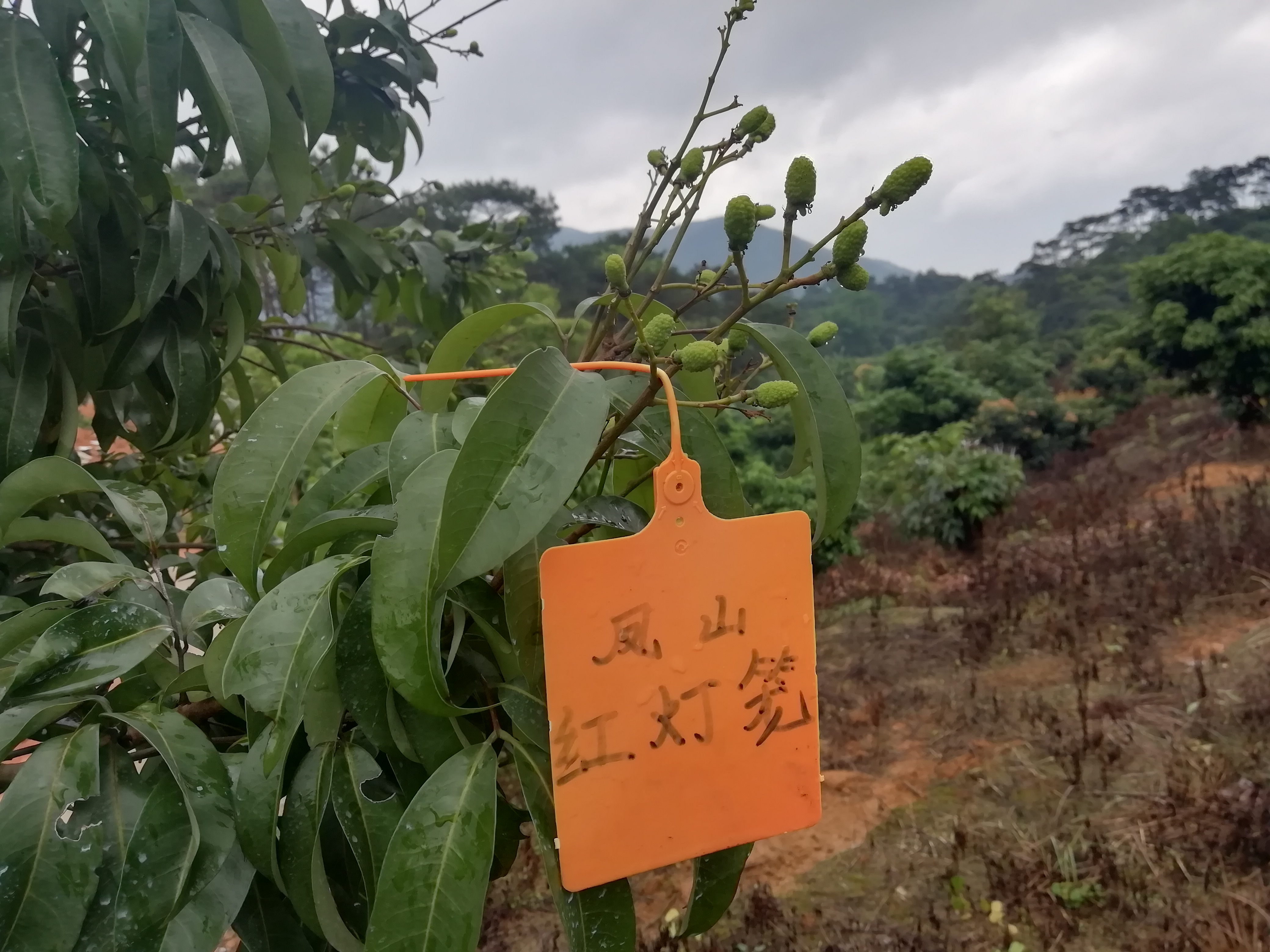 荔枝嫁接品种不亲和怎么办？搭桥手术来帮忙