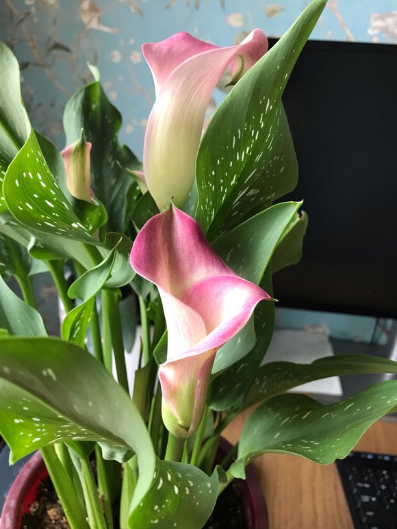 马蹄莲的养法和注意事项,马蹄莲养护方法和注意事项