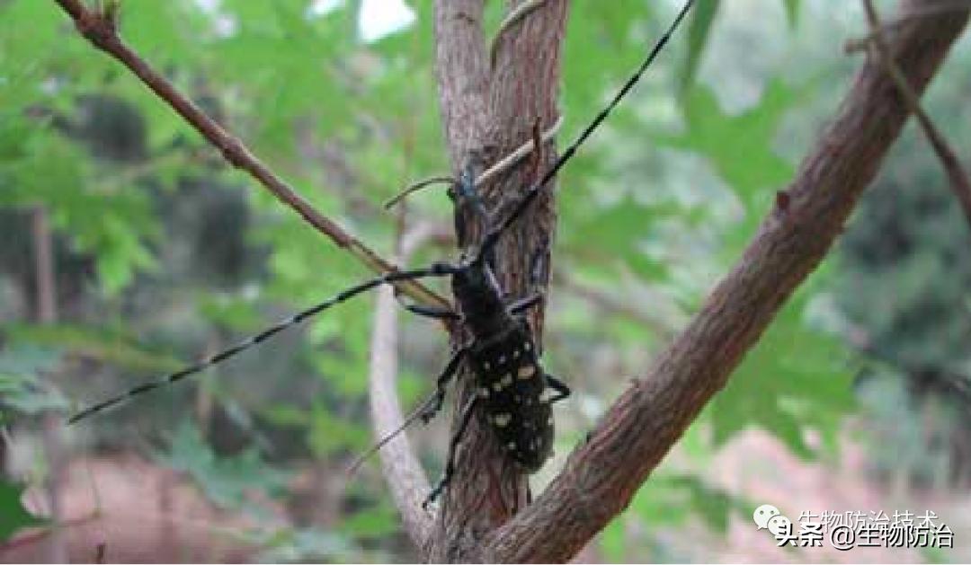 蛀干害虫是钻蛀害虫吗,果树枝干钻蛀害虫图片