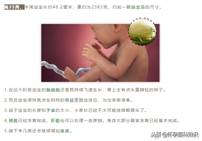 怀孕各个时期胎儿发育过程,怀孕的过程要几天