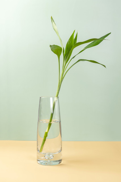 几支富贵竹寓意旺学业,富贵竹招财养几根好