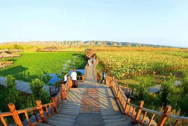 冬天来合阳,赏万顷芦荡,候鸟齐飞(组图)