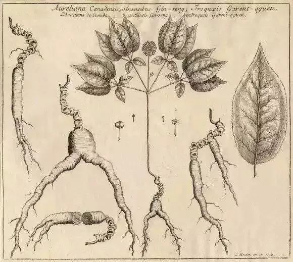 让殖民北美洲的法国和英国人发大财的药材生意——国际西洋参贸易