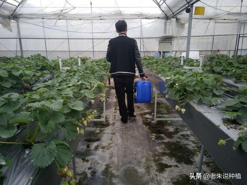 菌肥到底有没有用,关于肥料的基本知识