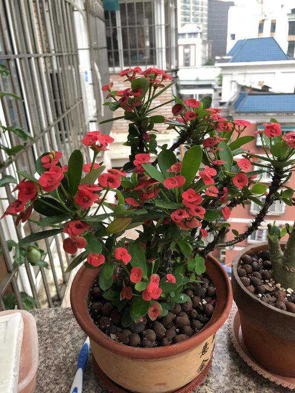 超惹人喜欢的3种花,这3种花不要随意去买