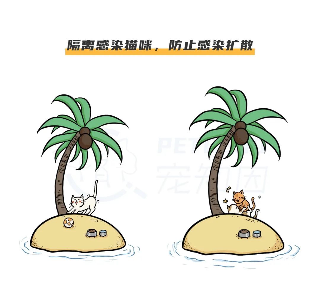 猫咪舌头有溃疡，怎么办？