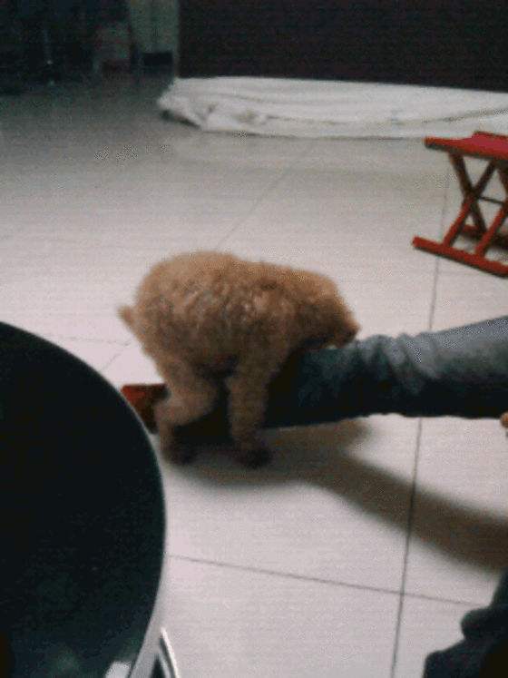 泰迪为什么喜欢在家撒尿？你真的理解过这些原因吗？