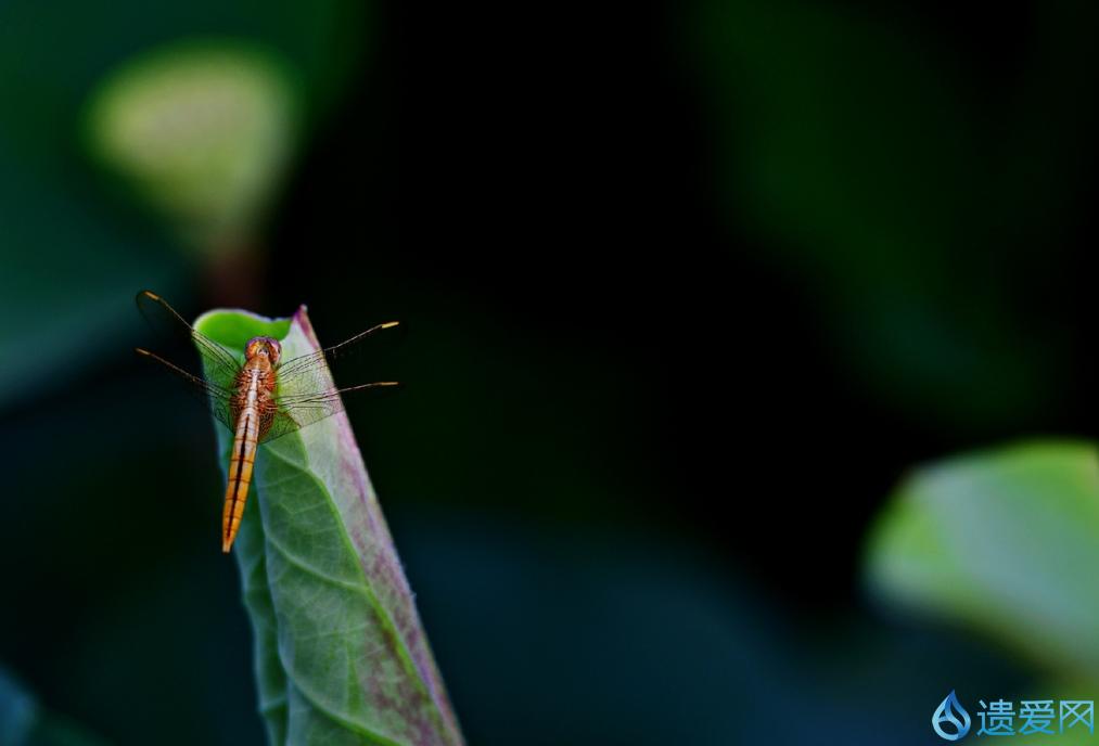 摄影欣赏：《早荷始盛开，良人入梦来。》