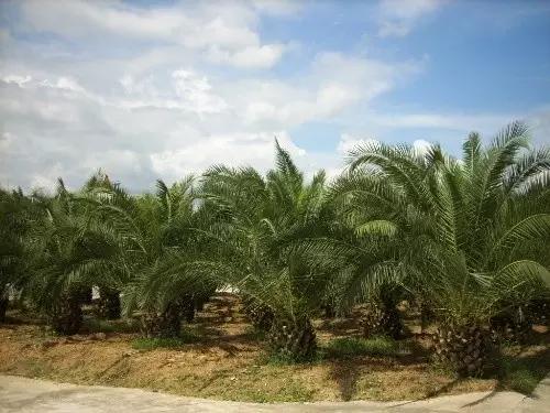 郊区园林绿化苗木品种,河南园林绿化苗木品种