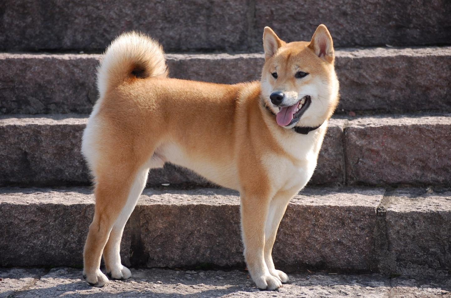 最齐全的狗狗品种介绍及图片,带你了解一下常见狗狗的品种