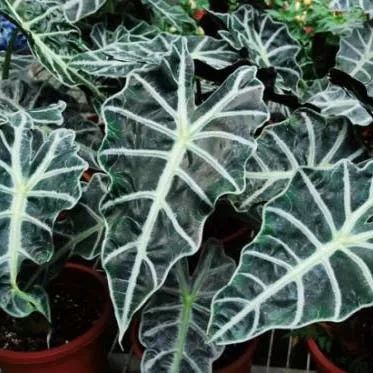 全部金木水火土五行五系植物介绍,五种植物代表五行