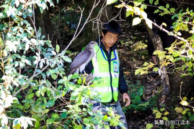 用鹰捕猎,用老鹰捕猎