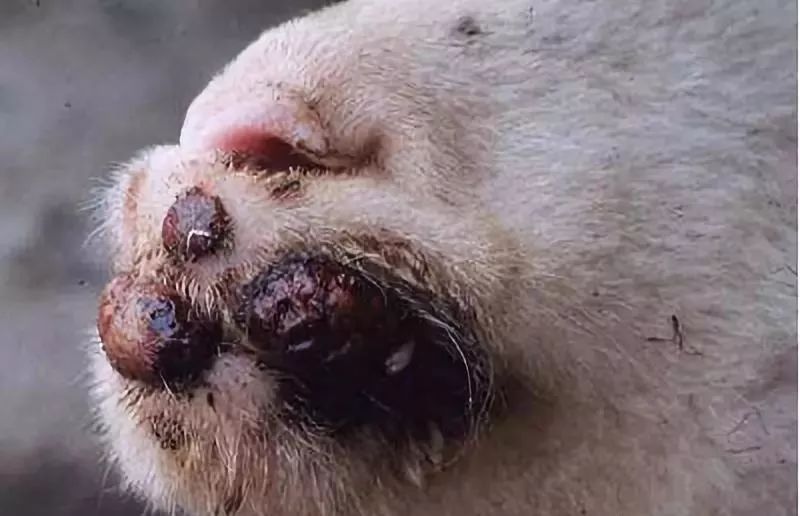 羔羊生下来就牙龈红肿是怎么回事,羔羊牙龈发炎出血是什么病