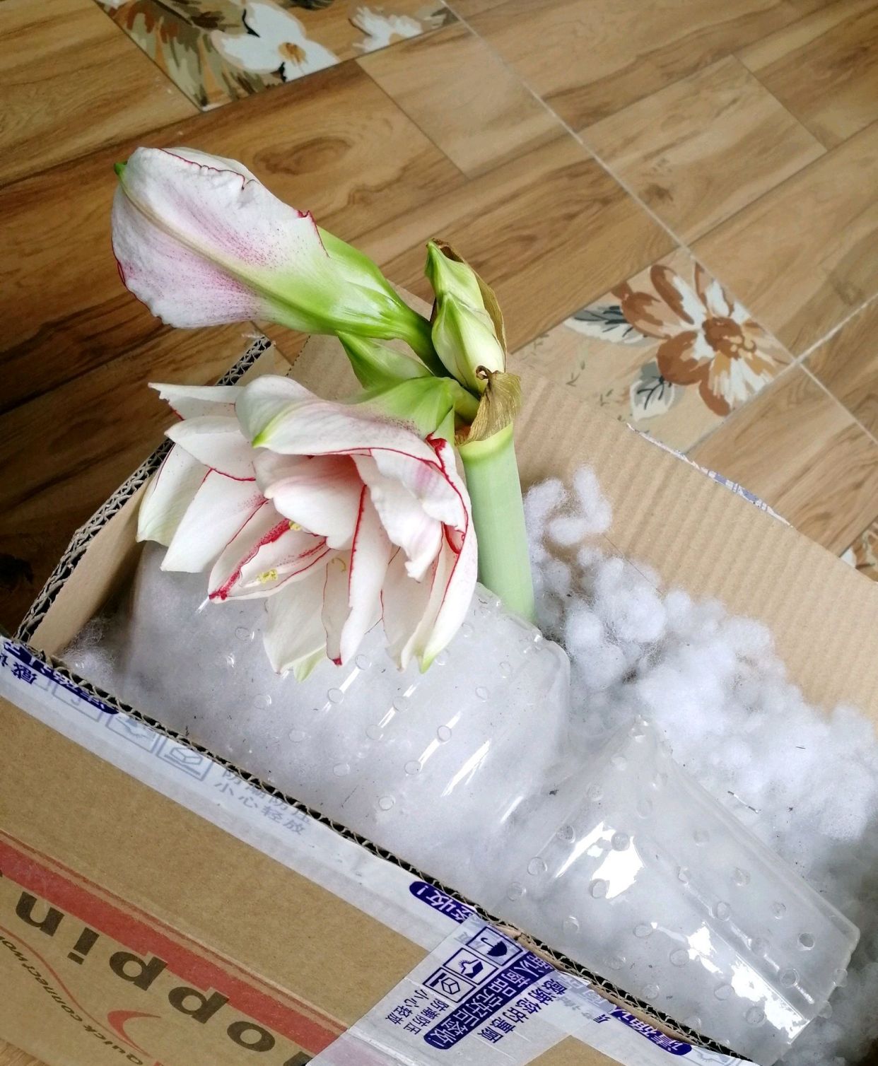 离开武汉三个月没种下的朱顶红包裹居然开花了,花友们讨论激烈