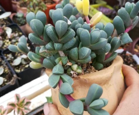 鹿角海棠叶子为何发皱,鹿角海棠干瘪发皱了如何救活