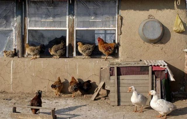 农村偷鸡摸狗被抓到,农村监控下偷鸡一幕真实视频